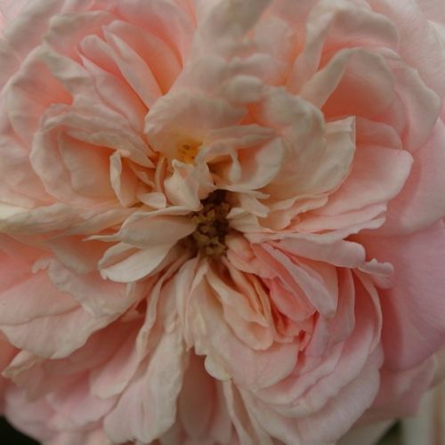 Angolrózsa virágú- magastörzsű rózsafa - Rózsa - Daisy's Delight - Online rózsa rendelés